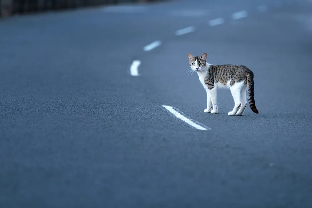 Katze Freigang Gefahren