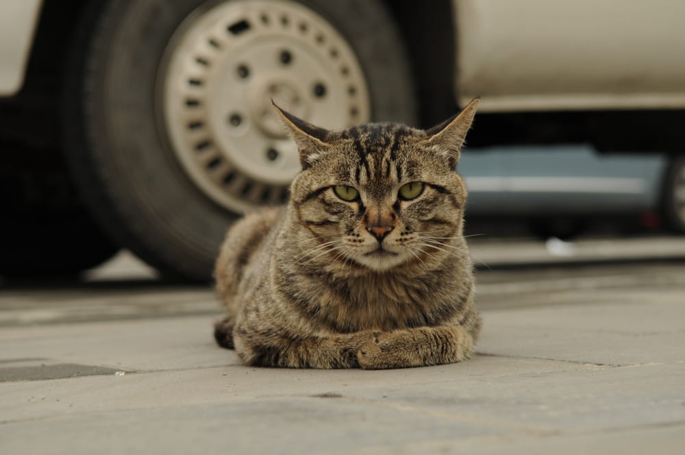 Katze Freigänger Auto Gefahr