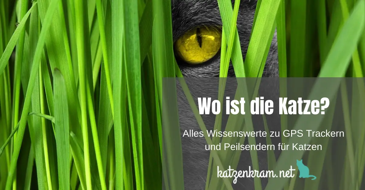 Katzen Ortung: Peilsender und GPS für Katzen im Vergleich • katzenkram
