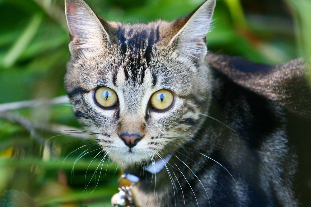 Katze Glockenhalsband