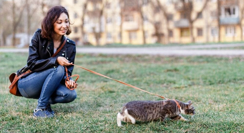 Katze Halsband oder Geschirr