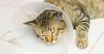 Alternativen zur Halskrause für Katzen – So geht es ohne “Plastiktrichter” Katze Halskrause Alternativen