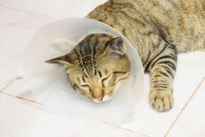 Katze Halskrause Alternativen