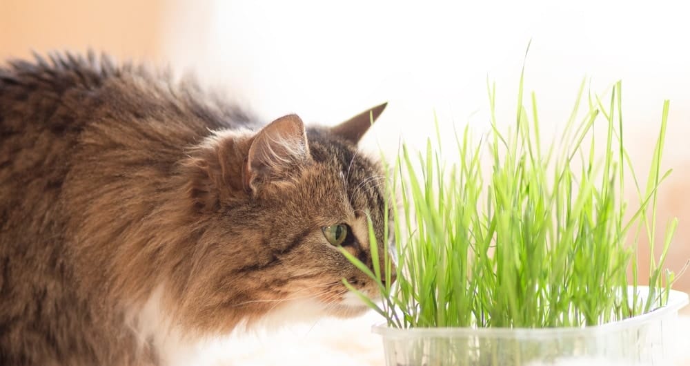 Wenn deine Katze Katzengras zur Verfügung hat, wird sie die Goldfruchtpalme in Ruhe lassen