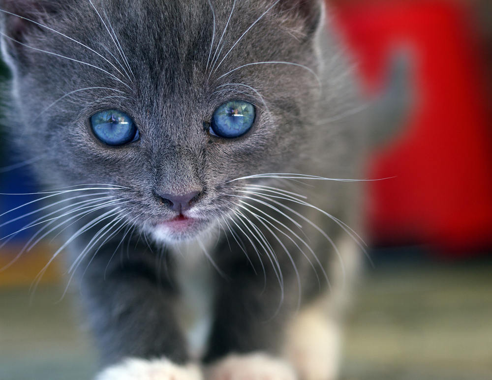 Katze Kitten blaue Augen