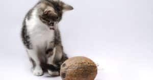 Katze Kokosöl