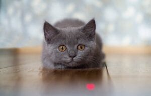 Katze spielt mit Laserpointer, versucht den roten Punkt zu fangen