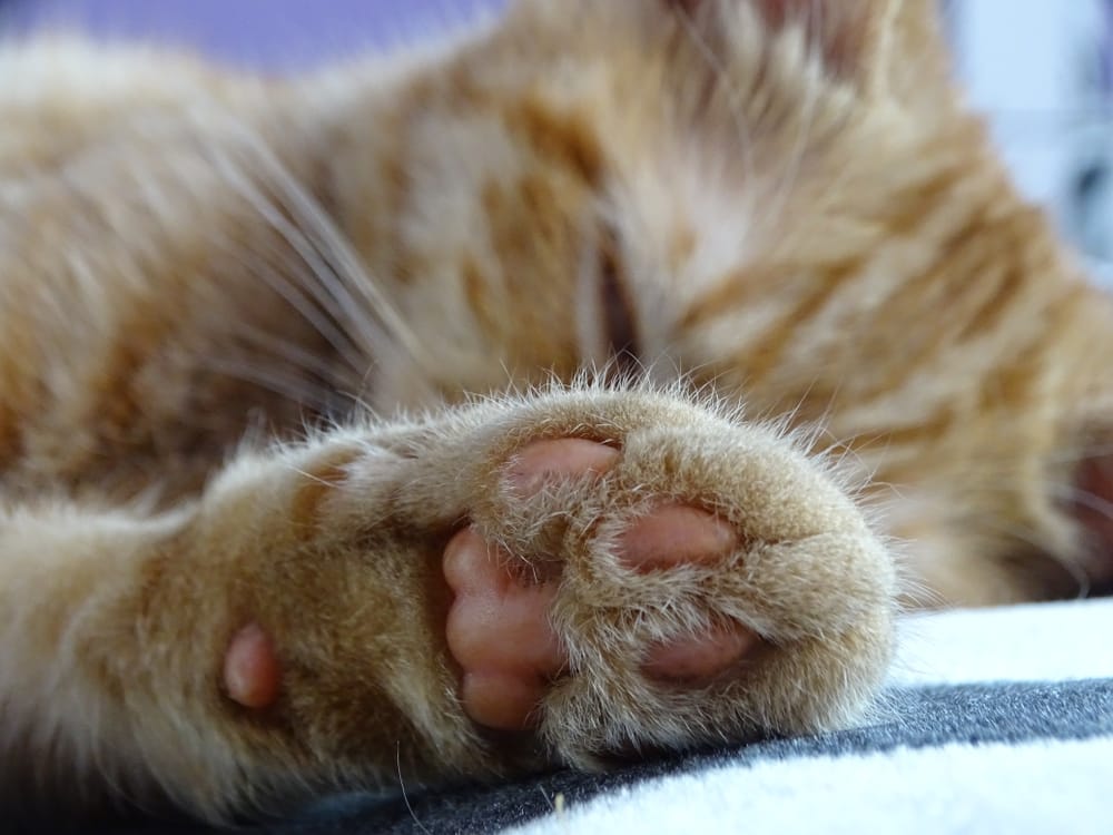 Katze Pfoten im Winter