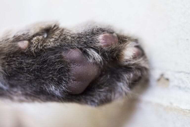 Katze Pfoten Pflege