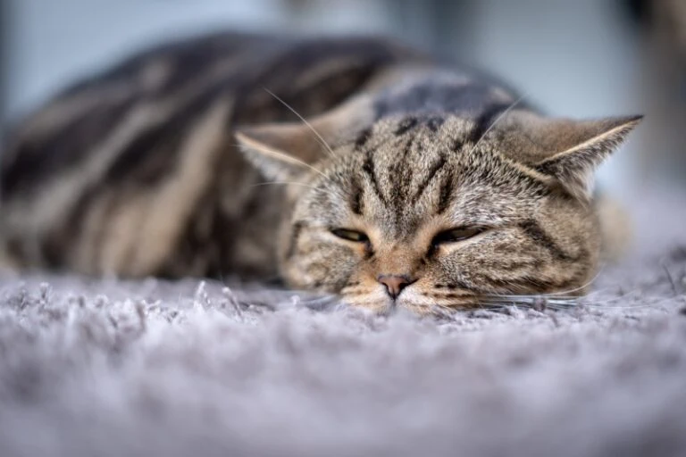 Katze Schmerzen Erkrankung