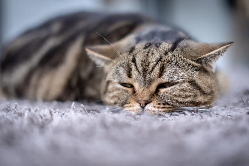 Katze Schmerzen Erkrankung