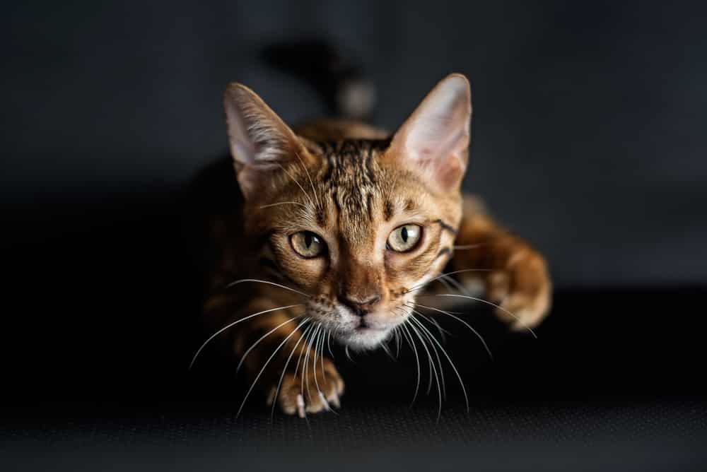 Katze Schnurrhaare Jagd