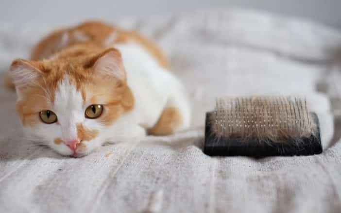 Katze Hat Schuppen Das Kannst Du Dagegen Machen