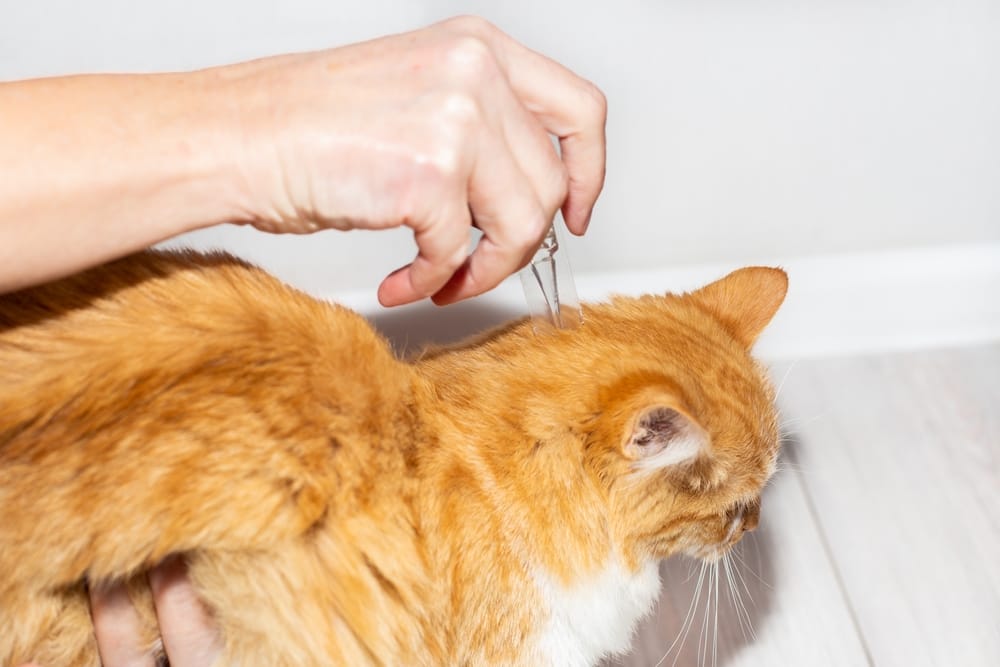Katze bekommt Spot-On gegen Parasiten