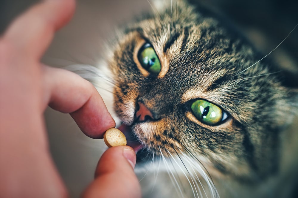 Katze Tablette geben