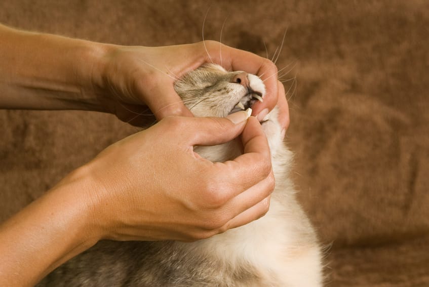Katze Tablette geben