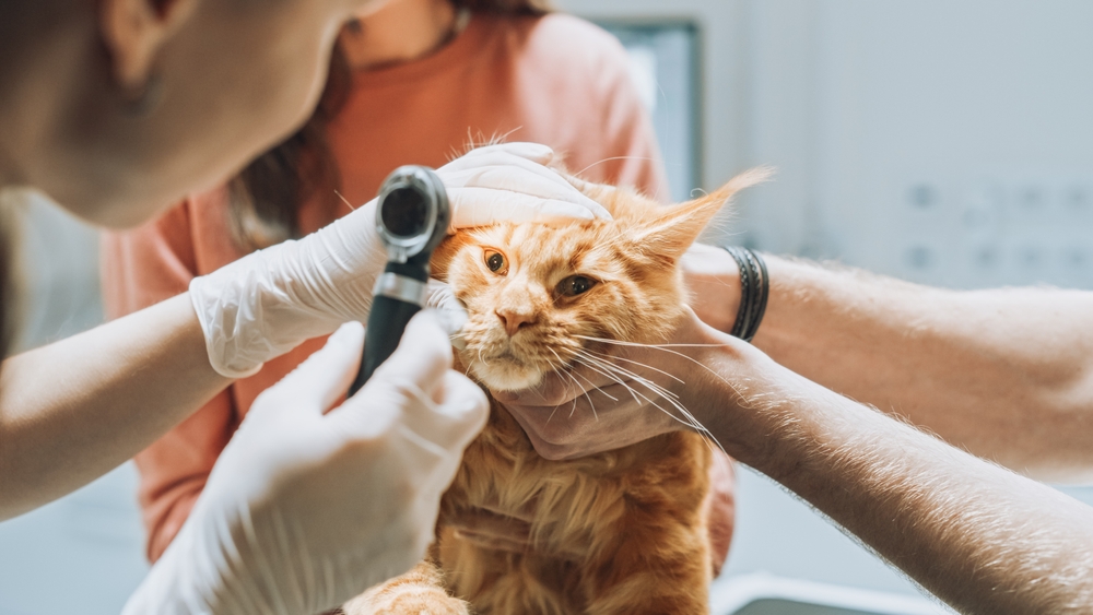 Katze Tierarzt Untersuchung entzündetes Auge