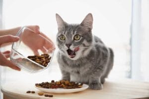 Katze Trockenfutter ungesund
