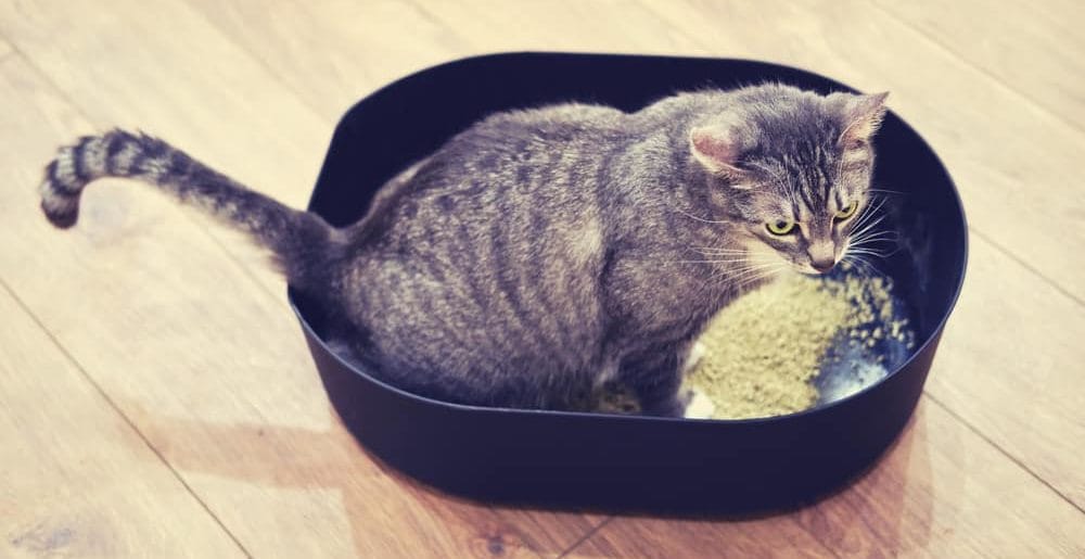 Katze Unsauberkeit Tipps
