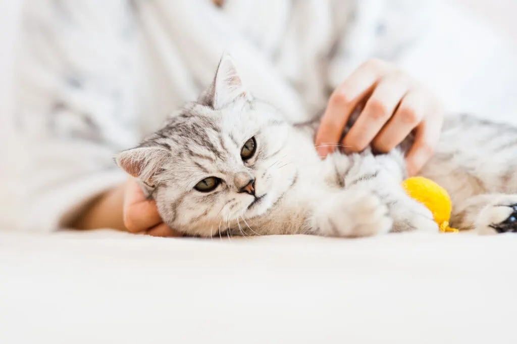 Katze Urlaub alleine lassen