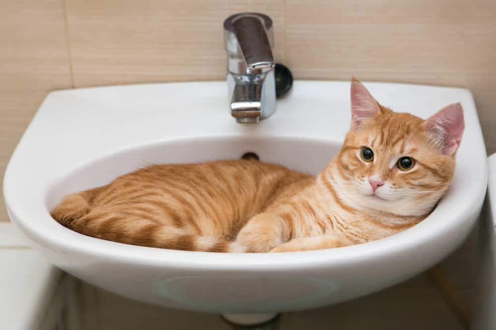 Katze liegt im Waschbecken