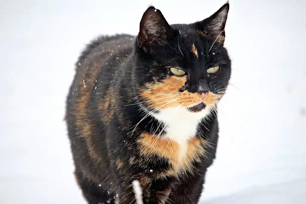 Katze Winter