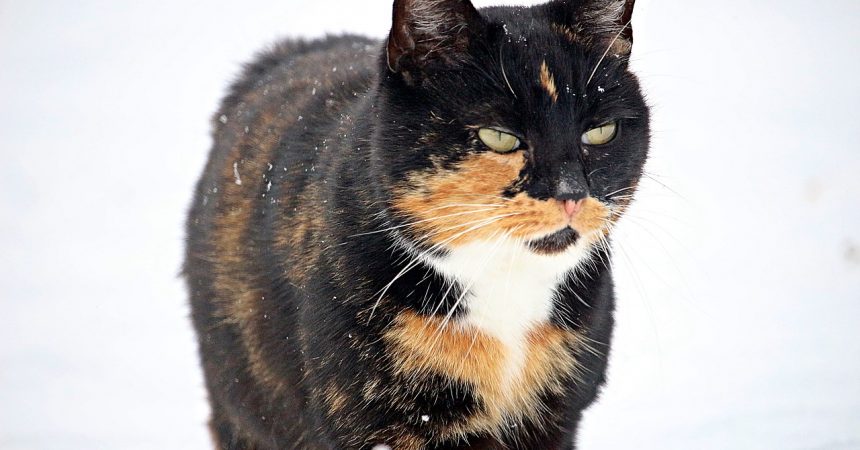 Katze Winter