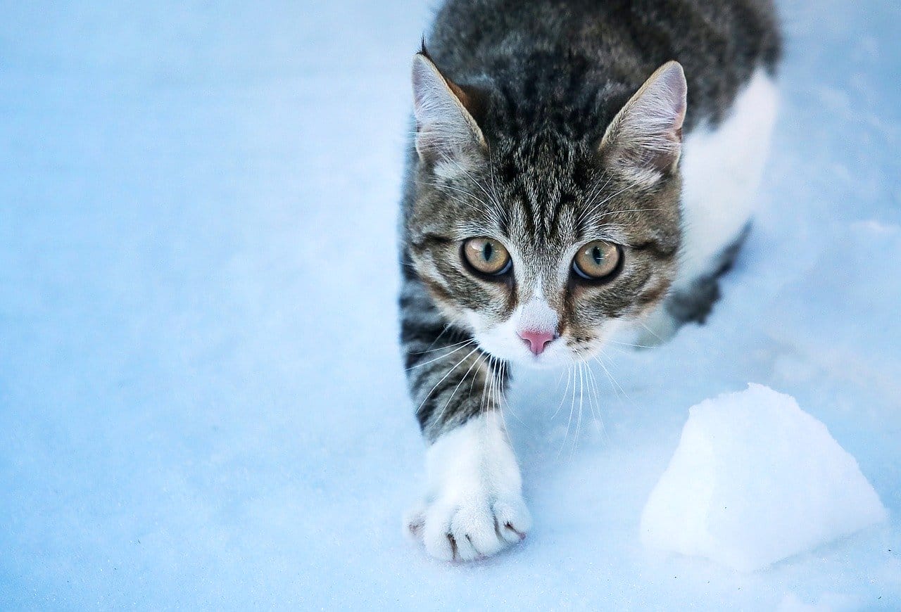 Katzen Freigänger Winter Nachts