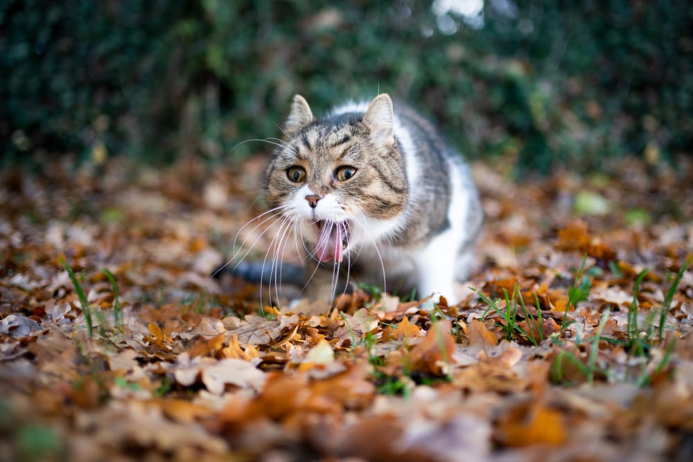 Katze Würmer Erbrechen