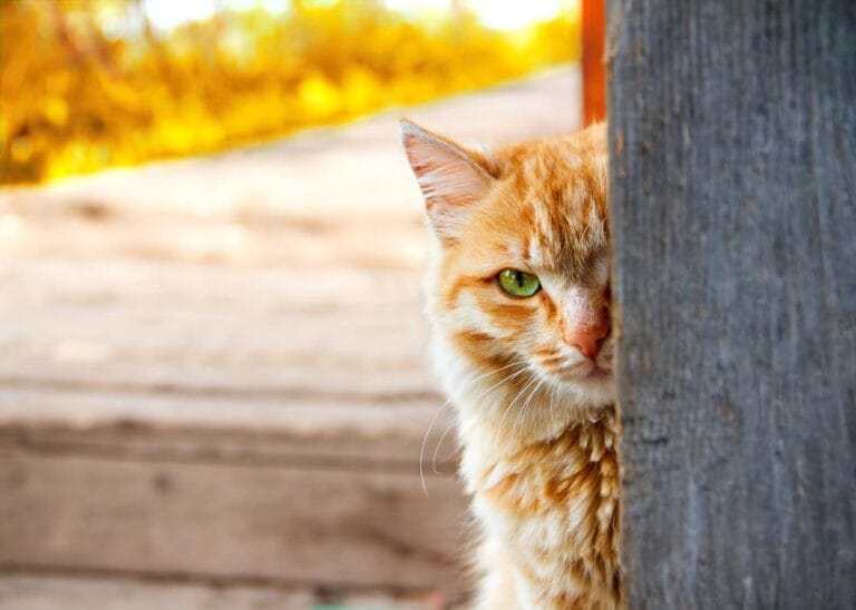 Katzen als Spione – Unglaubliche CIA-Operation im Kalten Krieg
