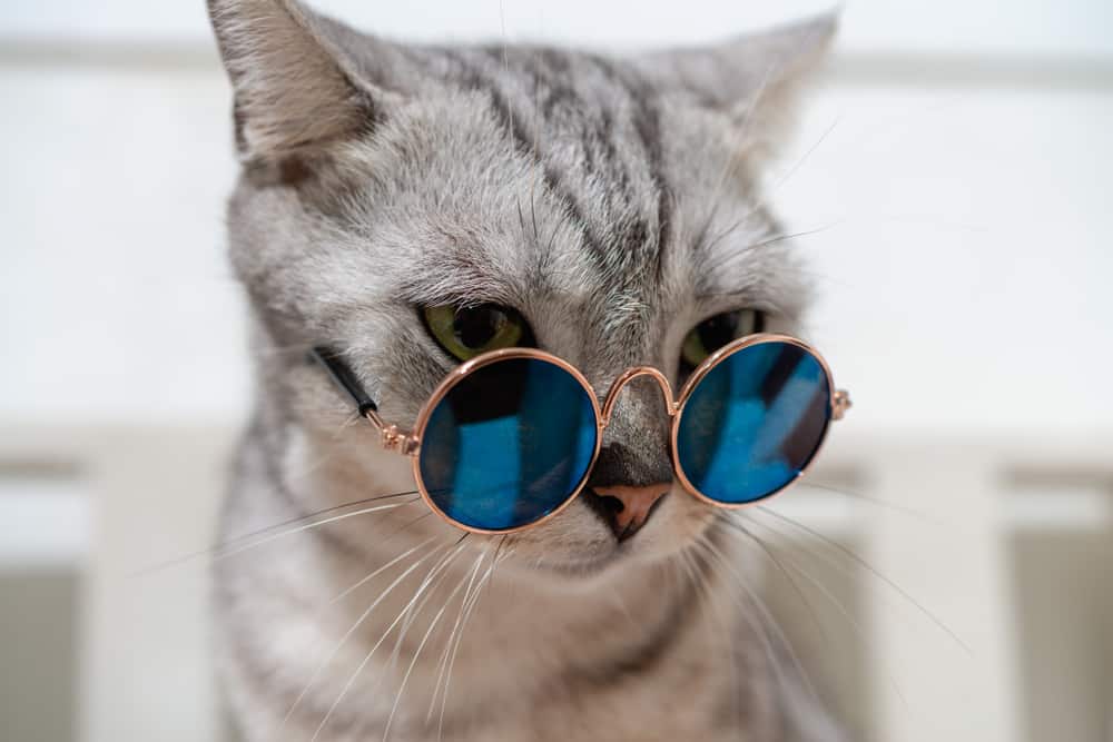 Katze als Spion im Kalten Krieg