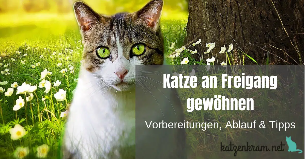 Katze An Freigang Gewöhnen So Geht Es Richtig