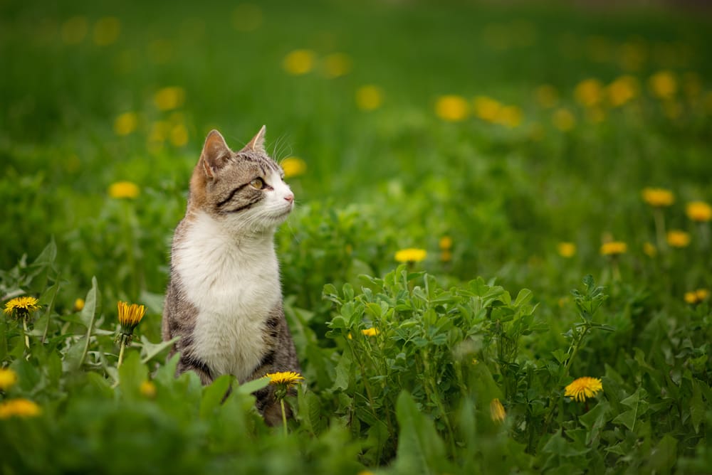 Eine Katze, die zum ersten Mal draußen ist