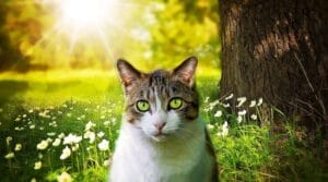 Katze an Freigang gewöhnen