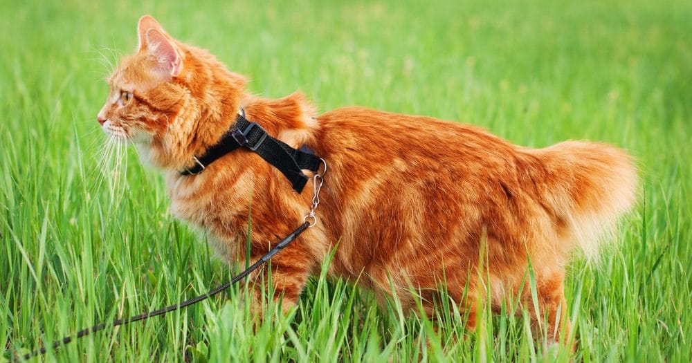Katze an der Leine