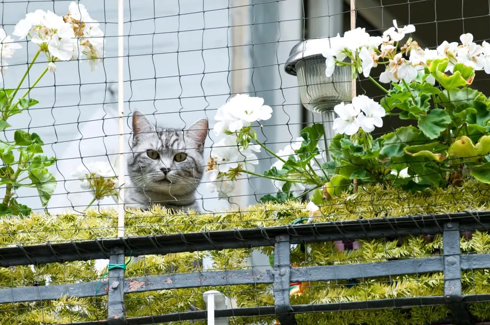 Katze auf Balkon