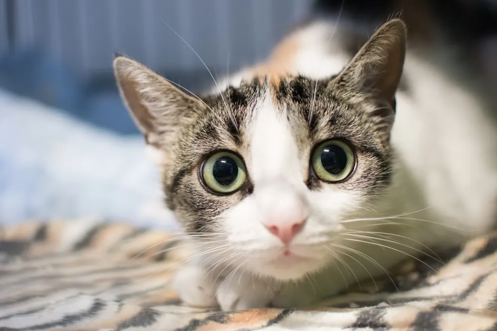 Katze beißen Stress