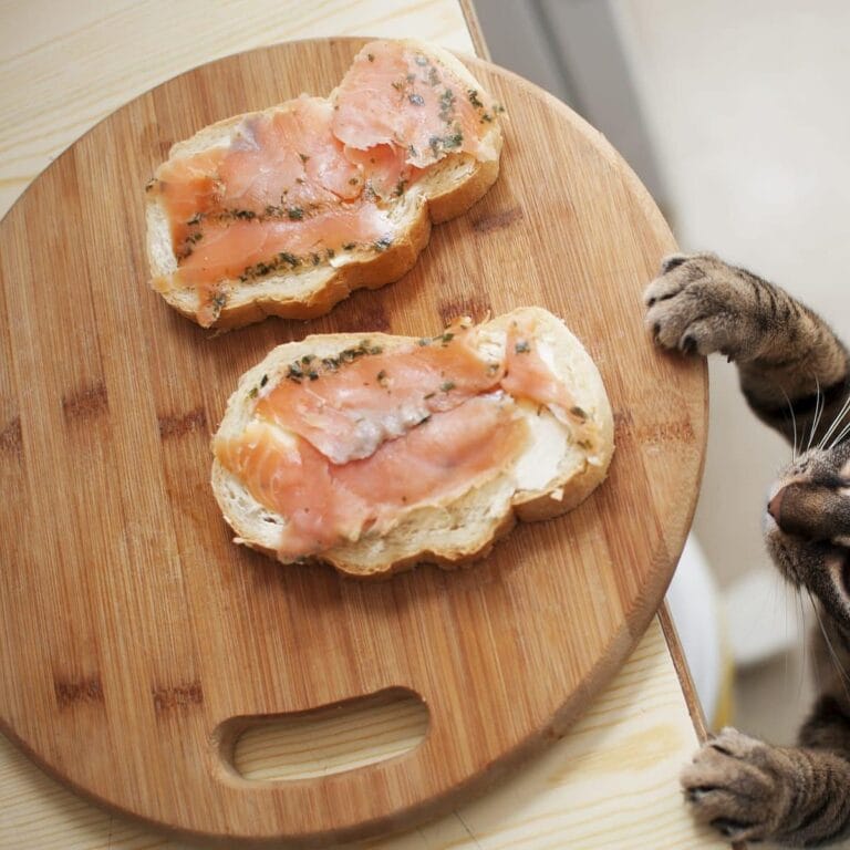 Katze bettelt, klaut essen