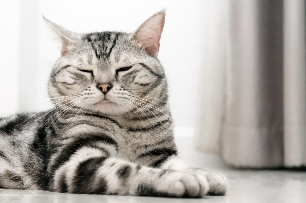 Wenn eine Katze mit beiden Augen zwinkert, soll das beschwichtigend und freundlich wirken