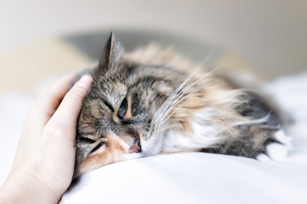 Katze Blut im Stuhl aber fit?