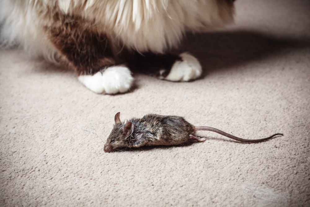 Katze Hat Lebende Maus Mitgebracht