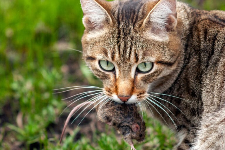 Katze bringt Maus als Geschenk