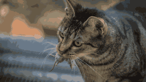 Katze bringt Mäuse nach Hause