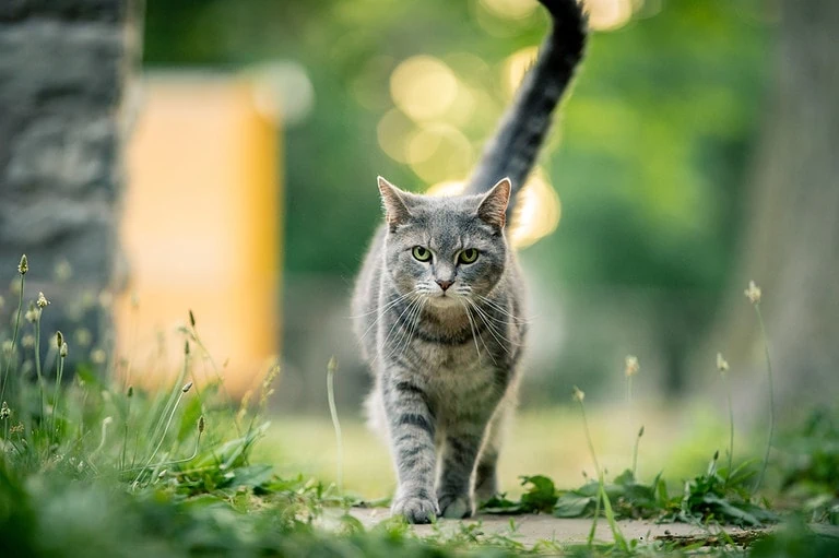 Katze draußen halten