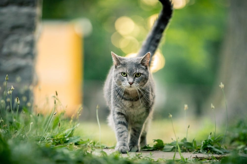 Was Machen Katzen Eigentlich Wenn Sie Draußen Sind