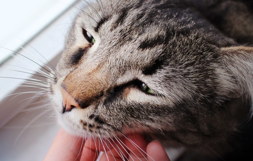 Katze einschläfern lassen