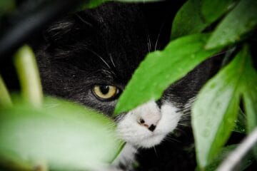 Katze entlaufen vermisst