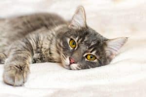 Katzenfutter gegen durchfall - Der Vergleichssieger 