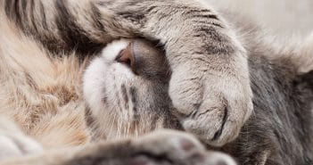 Katze erkältet – So wird sie schnell wieder gesund Katze erkältet