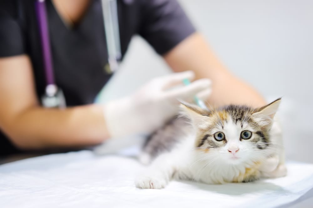 Katze erster Freigang